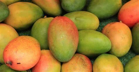 Mango Exportation